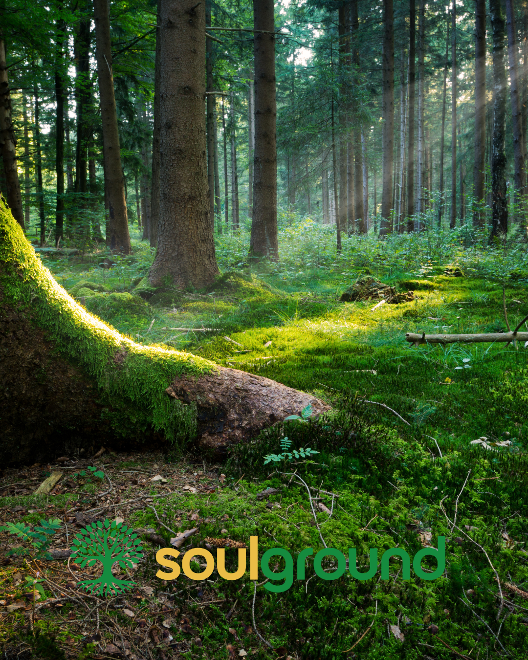 soulground productos naturales